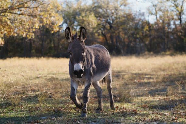 istock Mini donkey on Texas farm field pasture. 1449167269