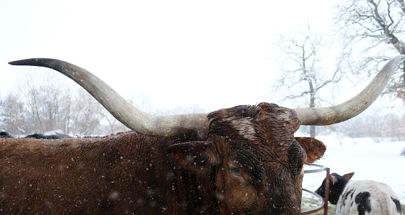 冬の雪の天候の間に牧場の牧草地にいる大きなテキサスロングホーン牛 - テキサス州のストックフォトや画像を多数ご用意 - テキサス州, 冬, 天気 - iStock