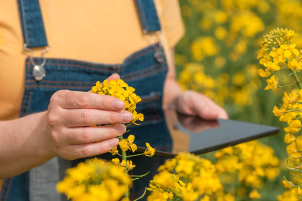 Female farmer agronomist using innovative technology tablet computer in blooming rapeseed field