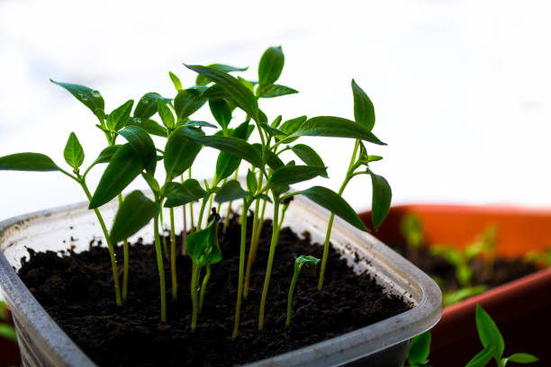 Plant shoots, spring, seedlings. The birth of a new life. Plant shoots, spring, seedlings. The birth of a new life. High quality photo greenhouse nightclub nyc photos stock pictures, royalty-free photos & images