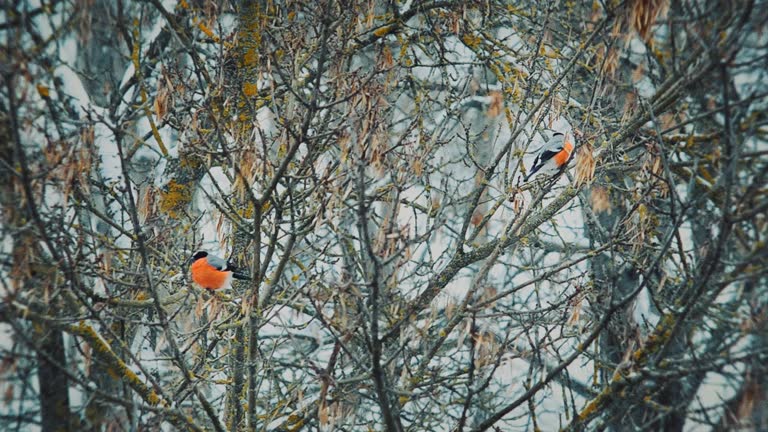 Eurasian Bullfinch male eating nuts