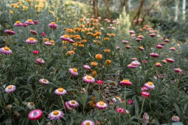 A beautiful view of strawflowers