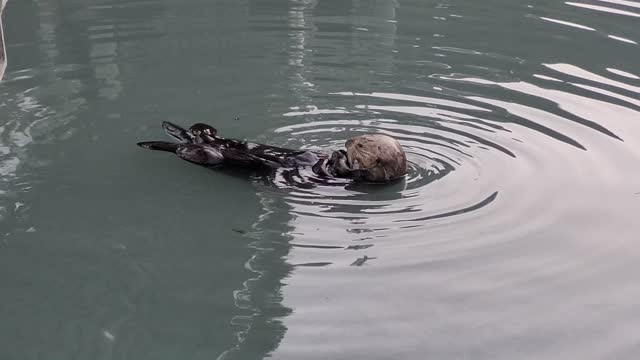 Alaskan Sea Otter swimming in Resurrection Bay