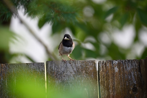 A dark-eyed junco perched on a wooden fence.