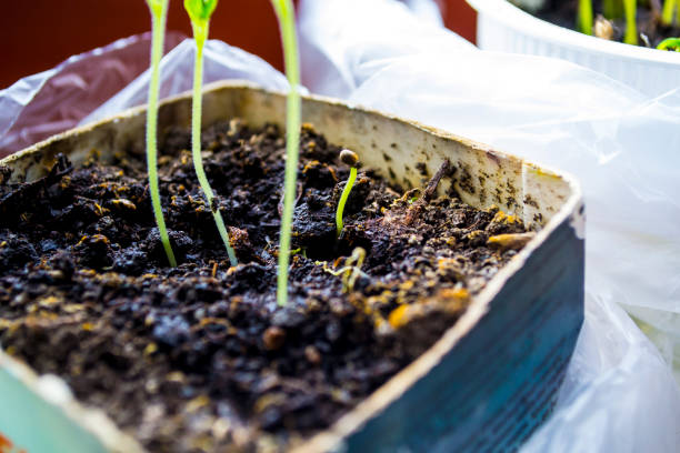 Plant shoots, spring, seedlings. The birth of a new life. Plant shoots, spring, seedlings. The birth of a new life. High quality photo greenhouse nightclub nyc photos stock pictures, royalty-free photos & images