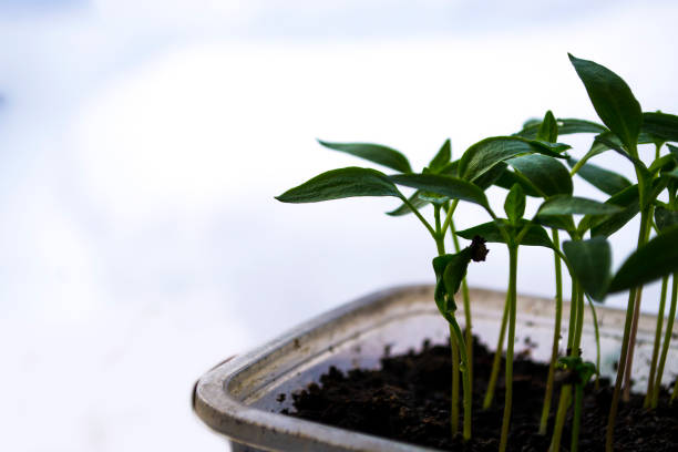 Plant shoots, spring, seedlings. The birth of a new life. Plant shoots, spring, seedlings. The birth of a new life. High quality photo greenhouse nightclub nyc photos stock pictures, royalty-free photos & images