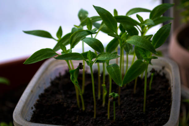 Plant shoots, spring, seedlings. The birth of a new life. Plant shoots, spring, seedlings. The birth of a new life. High quality photo greenhouse nightclub nyc photos stock pictures, royalty-free photos & images