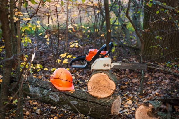 istock Lumberjack working tool chainsaw and helmet protection equipment on log in forest after work 1449172593