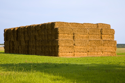 Large pile of rectangle bales of hay or straw are piled high on farmer’s field.