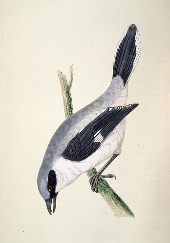 Vintage illustration Great grey shrike, Lanius excubitor,large and predatory songbird species, Wildlife, Birds, Art, 19th Century
