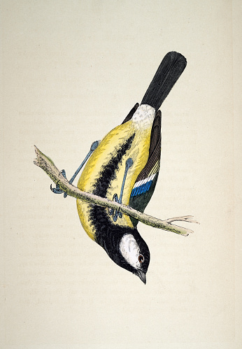 Vintage illustration Great tit, Parus major, passerine bird in the tit family Paridae, Wildlife, Birds, Art, 19th Century