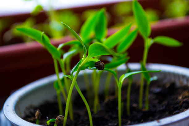 Plant shoots, spring, seedlings. The birth of a new life. Plant shoots, spring, seedlings. The birth of a new life. High quality photo greenhouse nightclub nyc photos stock pictures, royalty-free photos & images