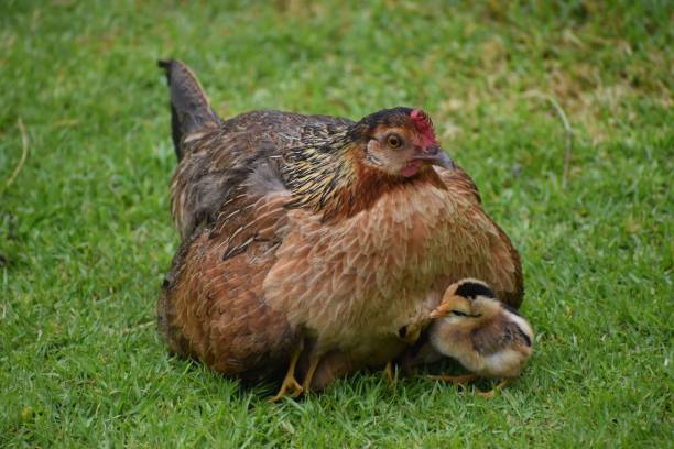 istock Mother chicken with its chick on the grass. 1449175086