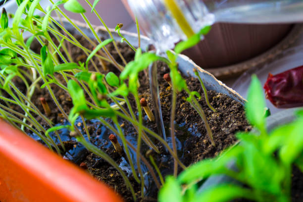 Plant shoots, spring, seedlings. The birth of a new life. Plant shoots, spring, seedlings. The birth of a new life. High quality photo greenhouse nightclub nyc photos stock pictures, royalty-free photos & images