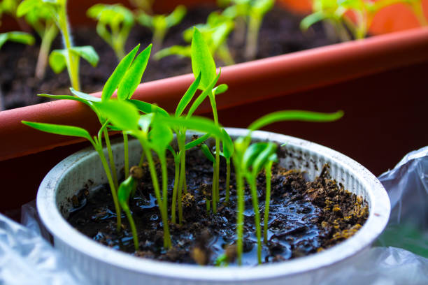 Plant shoots, spring, seedlings. The birth of a new life. Plant shoots, spring, seedlings. The birth of a new life. High quality photo greenhouse nightclub nyc photos stock pictures, royalty-free photos & images