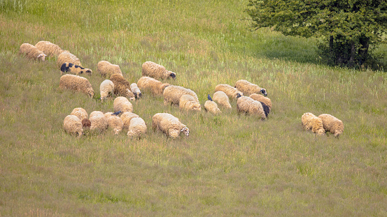 Herd of sheep grazing in natural hills in Bulgaria, Europe