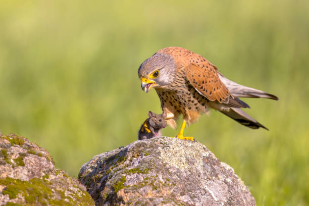 Common Kestrel Perched Eating Mouse Common Kestrel (Falco tinnunculus) Perched on Stone while Eating Mouse against Bright Background. Small Raptor in Extremadura, Spain. Wildlife Scene of Nature in Europe. falco tinnunculus stock pictures, royalty-free photos & images