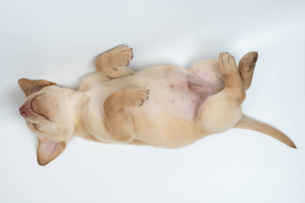 istock Labrador puppy sleeping with tummy up 1449177250