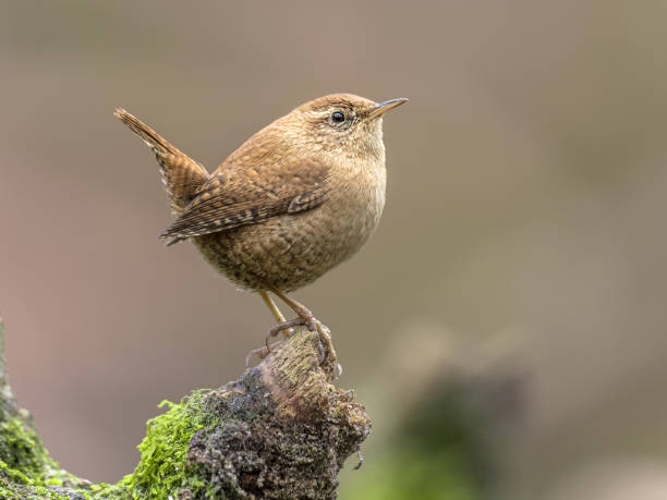 Eurasian wren perched on branch with erect tail. stock photo