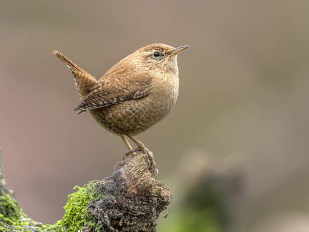 Wren eurasiano empoleirado no galho com cauda ereta. - foto de acervo