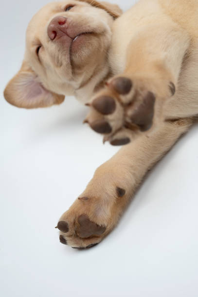 istock Portrait of waking up labrador dog 1449177283