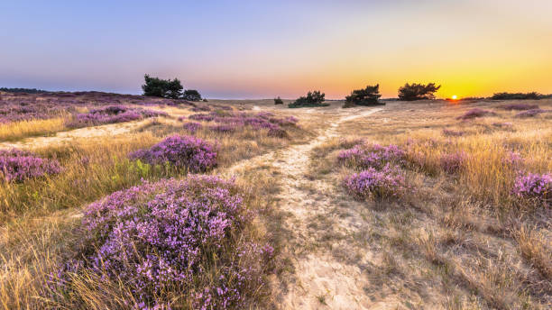istock Sunset over heathland Veluwe Netherlands 1449177364