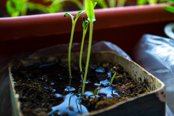 Plant shoots, spring, seedlings. The birth of a new life. Plant shoots, spring, seedlings. The birth of a new life. High quality photo greenhouse nightclub nyc photos stock pictures, royalty-free photos & images