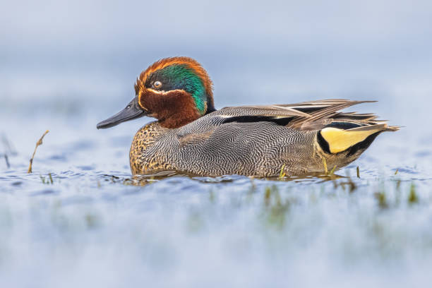 Male Common Teal Swimming in Wetland Colorful Male Common Teal or Eurasian Teal (Anas crecca) Swimming in Water of Wetland. This is perhaps the most Beautiful Duck of Europe. Wildlife scene of Nature with Bright Background. green winged teal duck stock pictures, royalty-free photos & images