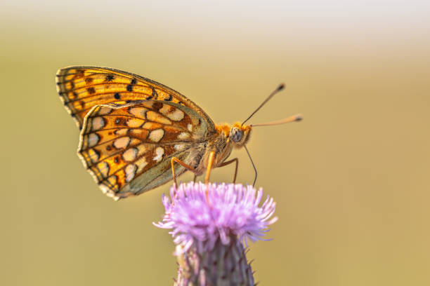 istock Niobe Fritillary Butterfly on Flower 1449177818