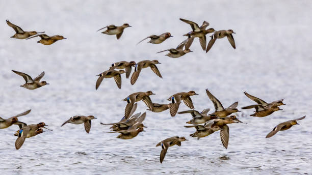 Flock of migrating Eurasian teal Flock of migrating Eurasian teal (Anas crecca) taking off from feeding habitat in Lauwersmeer. Wildlife scene in nature of Europe.Netherlands. green winged teal duck stock pictures, royalty-free photos & images