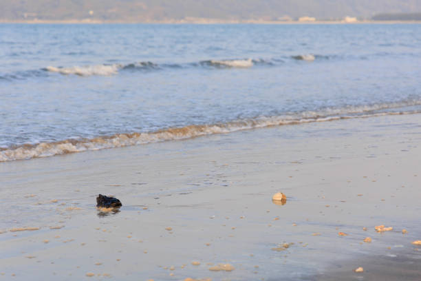 Karatsu Bay and sandy beach at dusk \