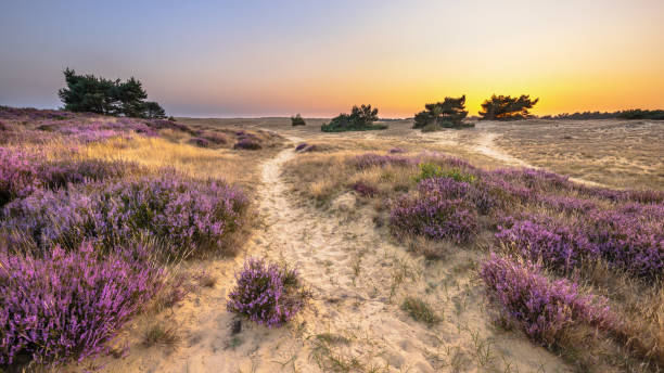 istock Sunset over heathland Veluwe Netherlands 1449178578