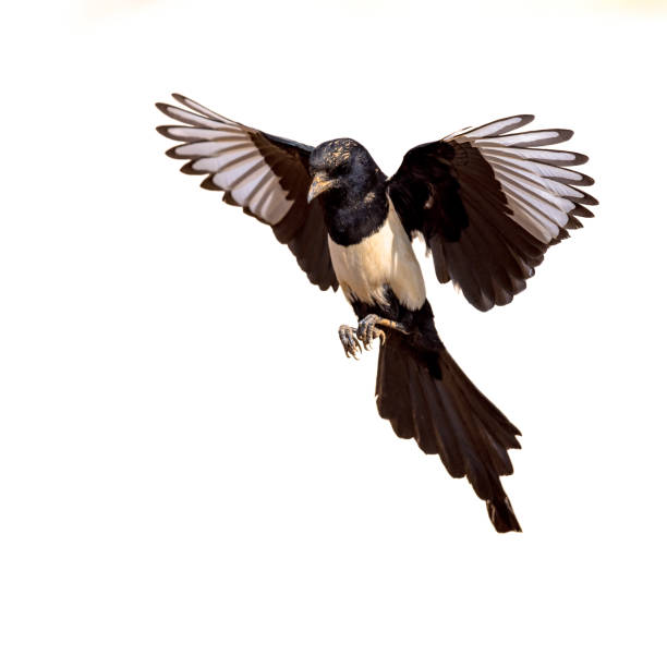 istock Eurasian Magpie Flying on Bright Background 1449178755