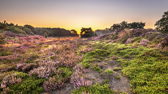 Sunrise over blooming Heathland in National Park Dwingelderveld, Drenthe, the Netherlands. Landscape scene of nature in Europe.