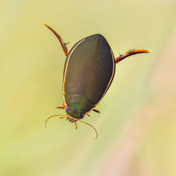 istock Great diving beetle freshwater insect male 1449179143