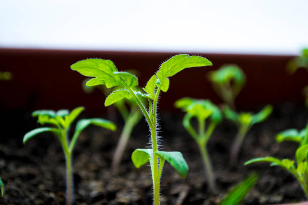 Plant shoots, spring, seedlings. The birth of a new life. Plant shoots, spring, seedlings. The birth of a new life. High quality photo greenhouse nightclub nyc photos stock pictures, royalty-free photos & images