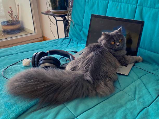 Persian cat hugging an open laptop on the blue sofa.