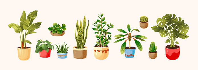 Potted plants set. Houseplants. Vector illustration