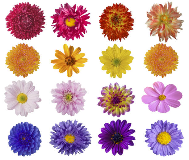 istock Beautiful collage of flowers on a white background 1449183062