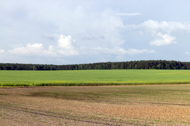 istock Agricultural wheat field with unripe wheat 1449186472