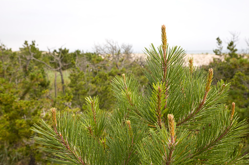 Pine trees on the Delaware coastline.