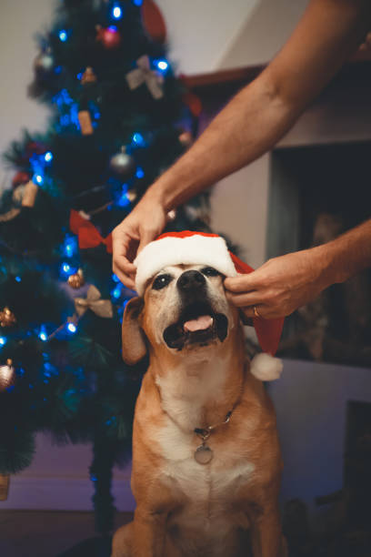 istock Man puts Santa hat on an elderly mixed breed dog 1449187269