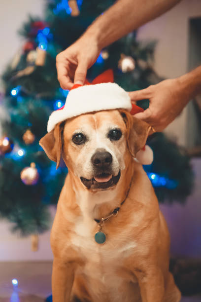 istock Man puts Santa hat on an elderly mixed breed dog 1449187308