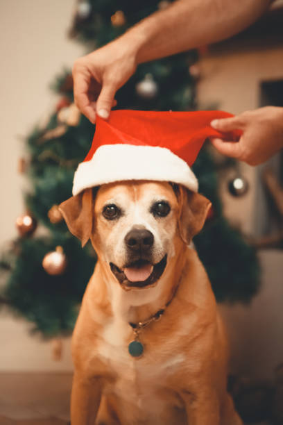 istock Man puts Santa hat on an elderly mixed breed dog 1449187316