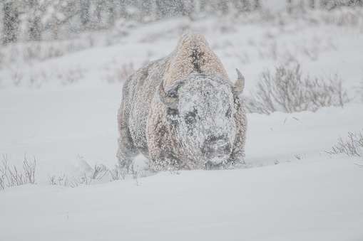 Bison or buffalo bull digs his way through deep snow during a heavy snow fall in Yellowstone's Lamar Valley in Wyoming and Montana USA