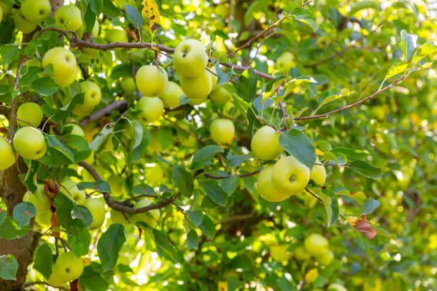 istock Apples ripening on trees branches in green orchard 1449191160