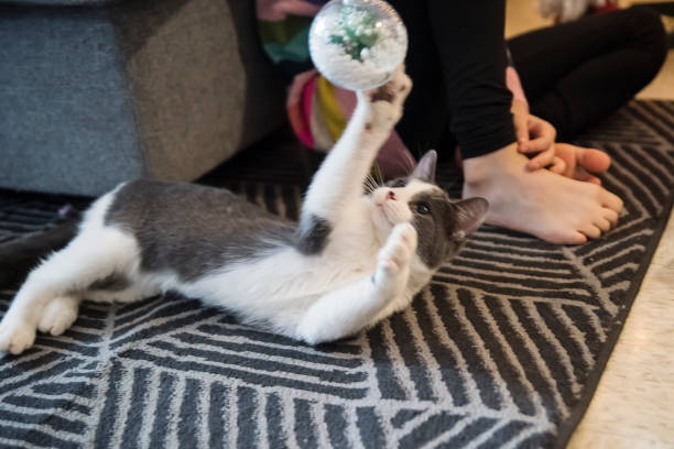 Grey and white four month’s old kitten playing with Christmas ornament. Horizontal waist up indoors shot. No face. This was taken in Montreal, Quebec, Canada.