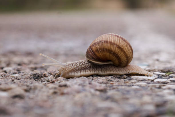 istock Big garden snail in shell crawling on the road 1449192841
