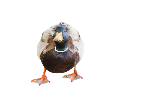 Funny mallard duck isolated on white background closeup. Colorful drake mallard or wild duck Anas platyrhynchos.