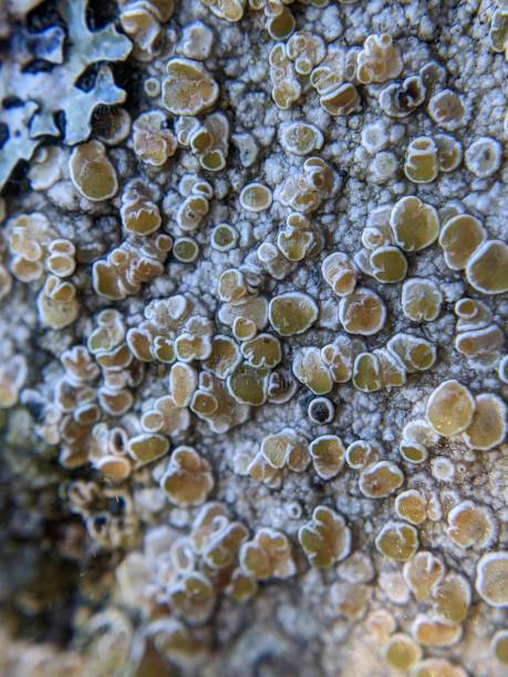 istock Close up of lichen on tree branch 1449193185